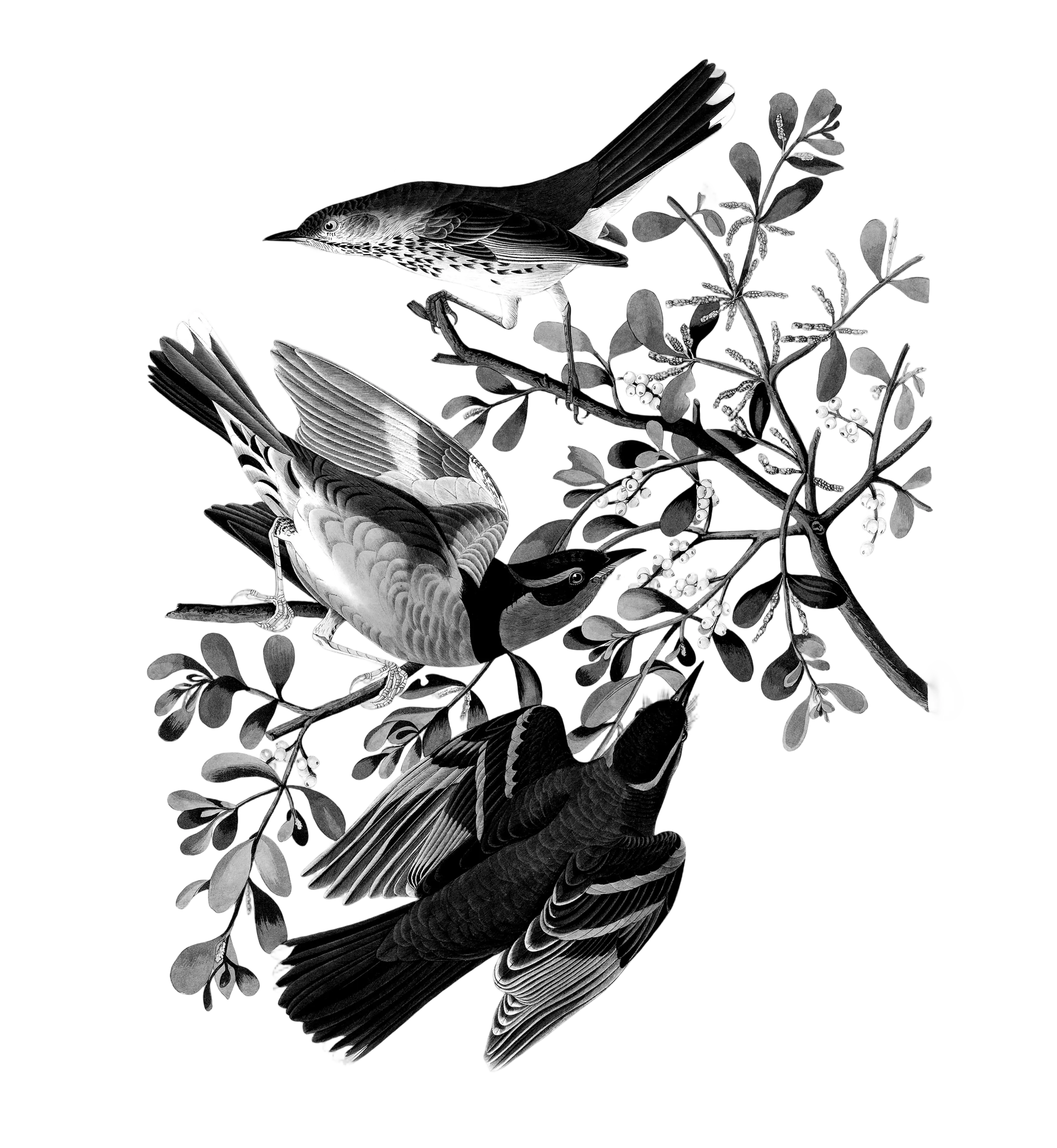Botanical bird illustration